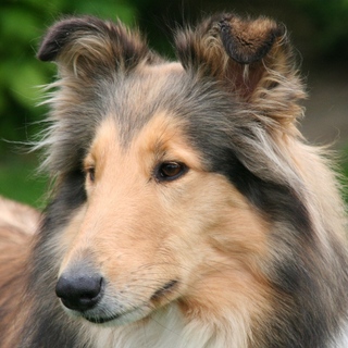 Mahogang Mae