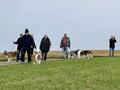 Collie-Treffen am 21.10.2023