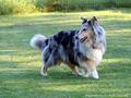 Collie-Impressionen im Juli 2022