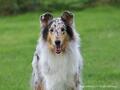Collie-Impressionen im Juli 2022