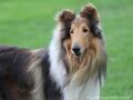 Collie-Impressionen im Juli 2022