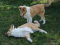 Windflower und Wayne
