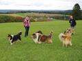 Collie-Treffen am 21.10.2023