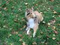 Collie-Treffen am 21.10.2023