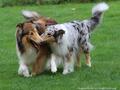Collie-Impressionen im Juli 2022