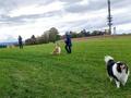 Collie-Treffen am 21.10.2023