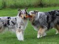 Collie-Impressionen im Juli 2022