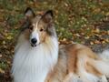 Collie-Treffen am 21.10.2023