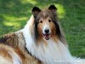 Collie-Impressionen im Juli 2022
