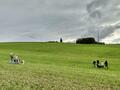 Collie-Treffen am 21.10.2023