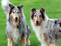 Collie-Impressionen im Juli 2022