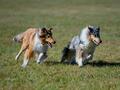 10 Jahre Collies vom Neckarwiesenweg - 13.10.18