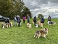Collie-Treffen am 21.10.2023