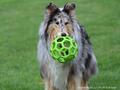 Collie-Impressionen im Juli 2022