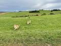Collie-Treffen am 21.10.2023