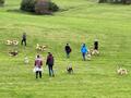 Collie-Treffen am 21.10.2023