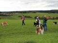 Collie-Treffen am 21.10.2023