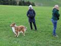 Collie-Treffen am 21.10.2023