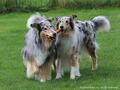 Collie-Impressionen im Juli 2022