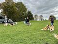 Collie-Treffen am 21.10.2023