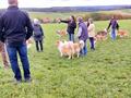 Collie-Treffen am 21.10.2023