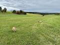 Collie-Treffen am 21.10.2023