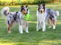 Collie-Impressionen im Juli 2022