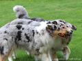 Collie-Impressionen im Juli 2022