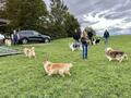 Collie-Treffen am 21.10.2023