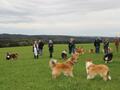 Collie-Treffen am 21.10.2023
