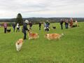 Collie-Treffen am 21.10.2023