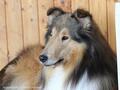 Collie-Impressionen im Juli 2022