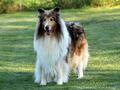 Collie-Impressionen im Juli 2022