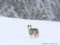 Schnee-Impressionen 2020/2021