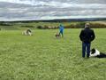 Collie-Treffen am 21.10.2023