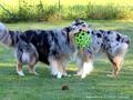 Collie-Impressionen im Juli 2022