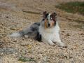 Collie-Treffen am 21.10.2023