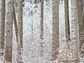 Schnee-Impressionen 2020/2021