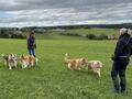 Collie-Treffen am 21.10.2023