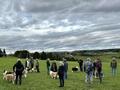 Collie-Treffen am 21.10.2023