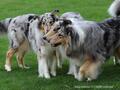 Collie-Impressionen im Juli 2022
