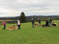 Collie-Treffen am 21.10.2023