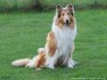 Collie-Impressionen im Juli 2022