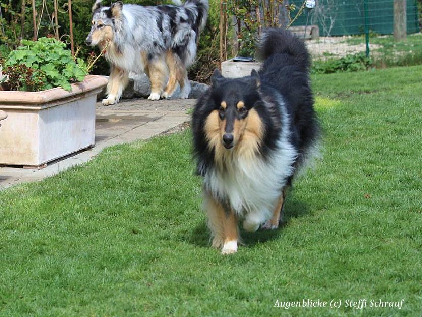 Aktuelles Collies Vom Neckarwiesen